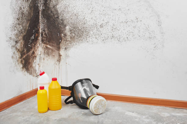 Best Residential Mold Removal  in Hawthorne, NY