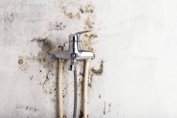 Best Emergency Mold Removal  in Hawthorne, NY