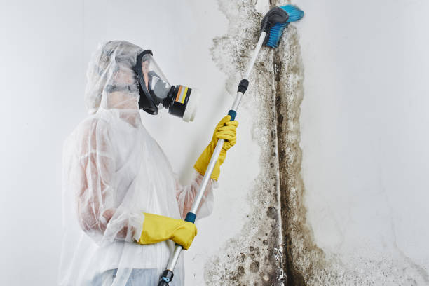 Professional Mold Removal in Hawthorne, NY