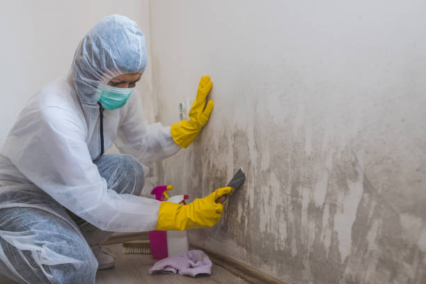 Best Mold Damage Repair  in Hawthorne, NY